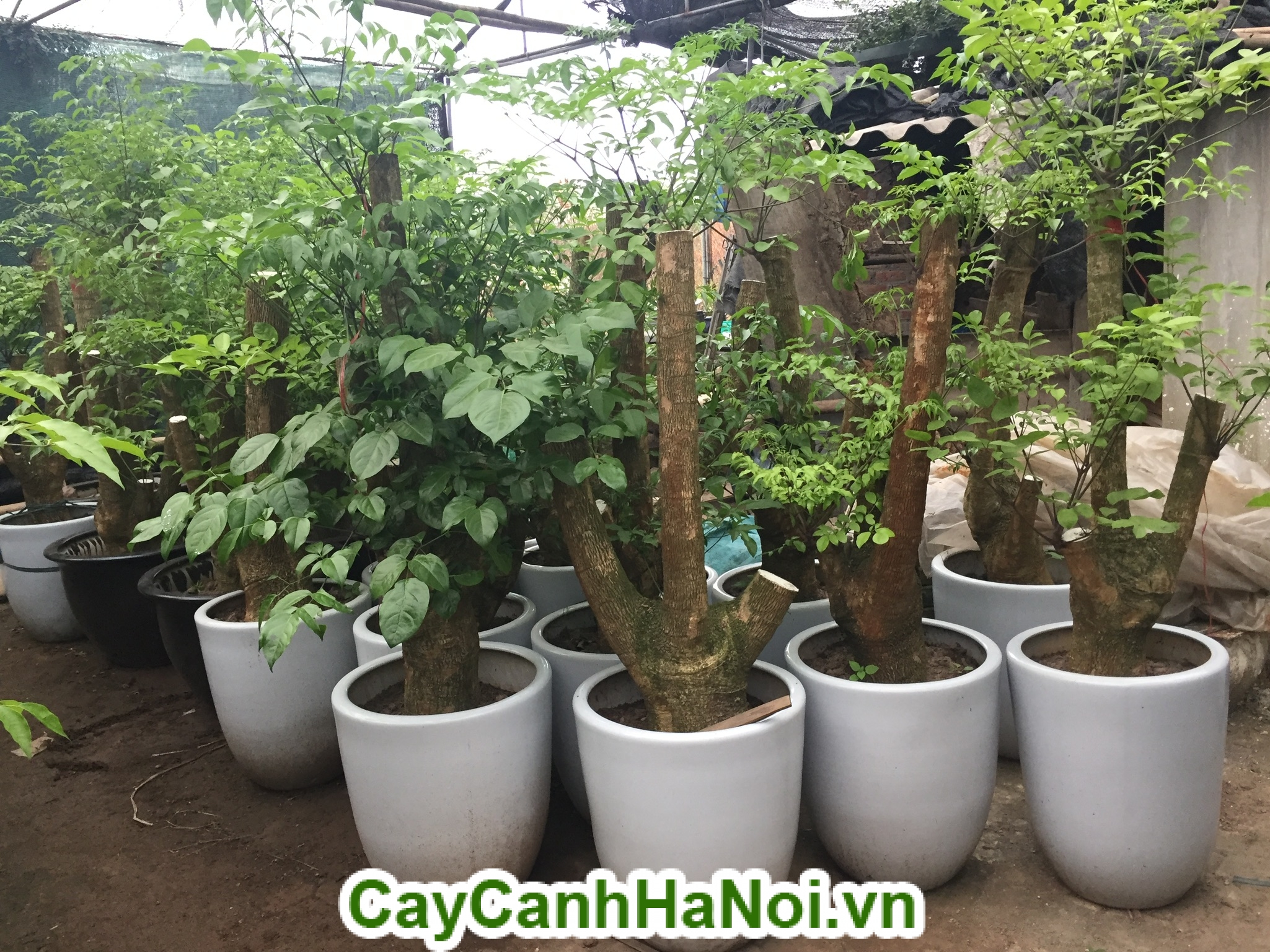 cây hạnh phúc
