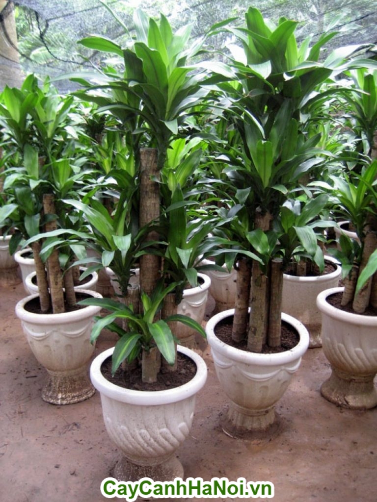 thiết mộc lan