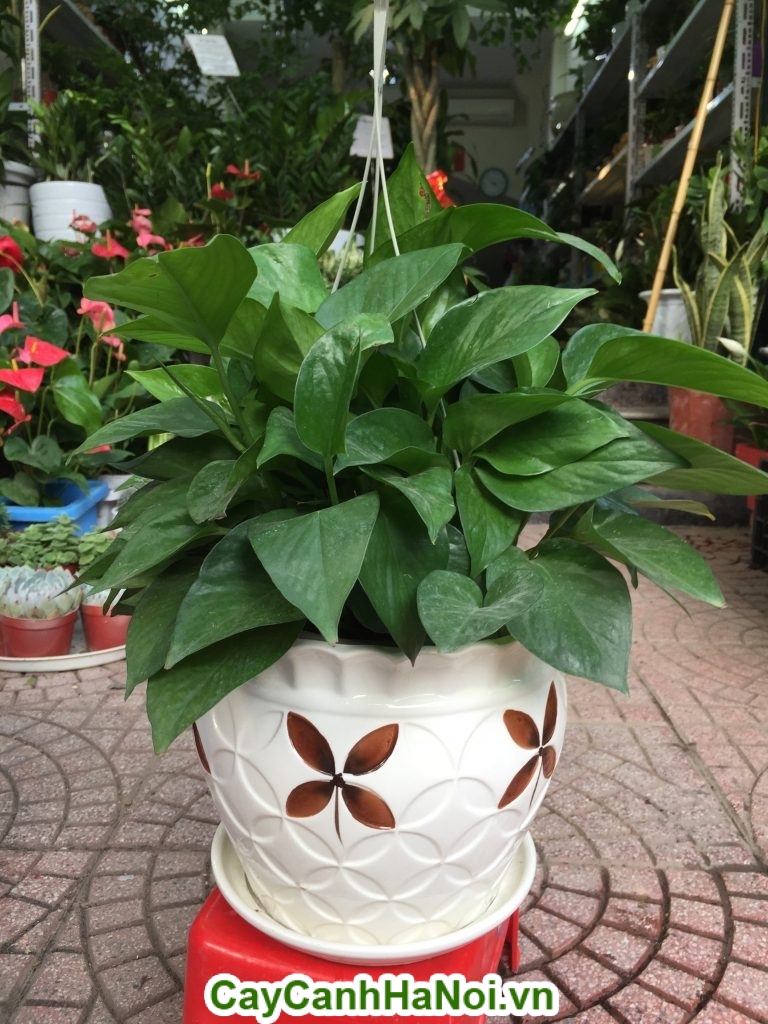 Cây vạn niên thanh