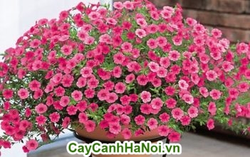 Hoa triệu chuông – nét đẹp riêng biệt không nhạt nhòa