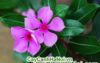 Cây hoa dừa cạn hợp tuổi nào? mệnh gì?