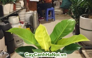 Cây đế vương- sự mạnh mẽ và may mắn