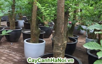 Cây chịu nắng nên trồng cho mùa hè này Cây hạnh phúc
