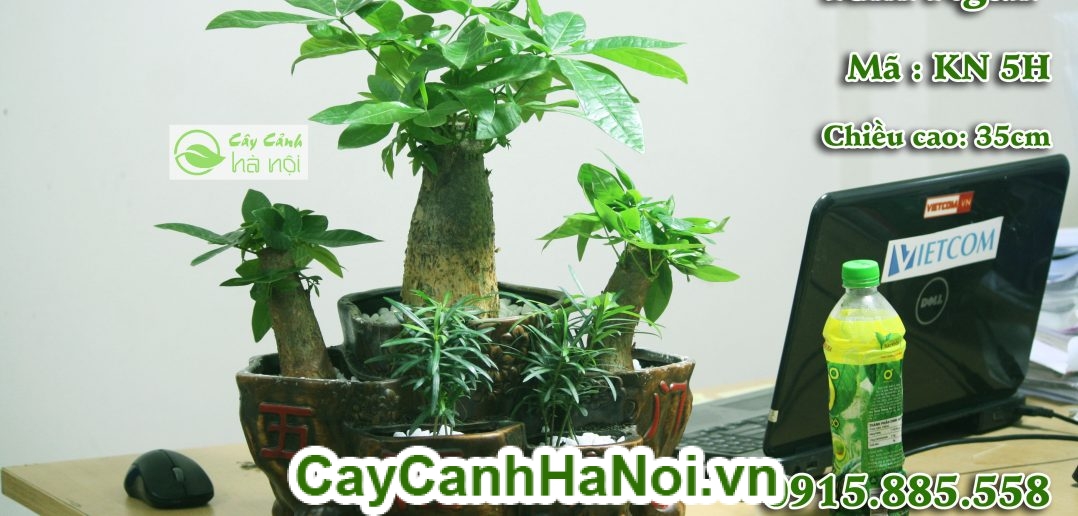 Cây kim ngân có tác dụng tuyệt vời trong làm sạch không khí và trị mẩn ngứa