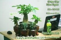 Cây kim ngân có tác dụng tuyệt vời trong làm sạch không khí và trị mẩn ngứa