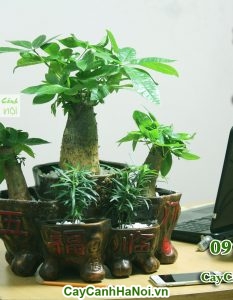 Cây kim ngân có tác dụng tuyệt vời trong làm sạch không khí và trị mẩn ngứa