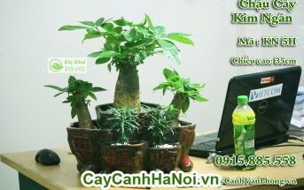 Cây kim ngân có tác dụng tuyệt vời trong làm sạch không khí và trị mẩn ngứa
