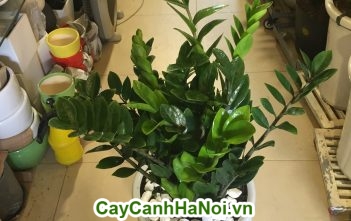 Cây kim tiền- cây dẻo dai vững bền