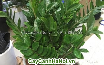 Cây cảnh nội thất đang được nhiều người ưa chuộng