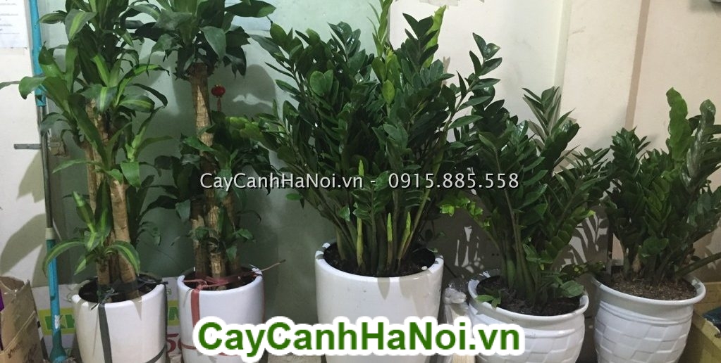 cây kim tiền