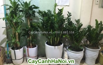 Dịch vụ cho thuê cây cảnh giá rẻ cây kim tiền