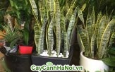 Cây lưỡi hổ