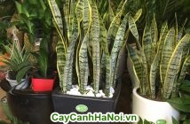 Cây lưỡi hổ