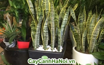 Cây lưỡi hổ – với may mắn và tài lộc Cây lưỡi hổ