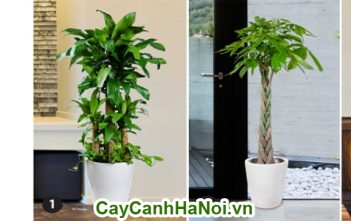 Những điều bạn nên biết khi trồng cây cảnh văn phòng thiết mộc lan