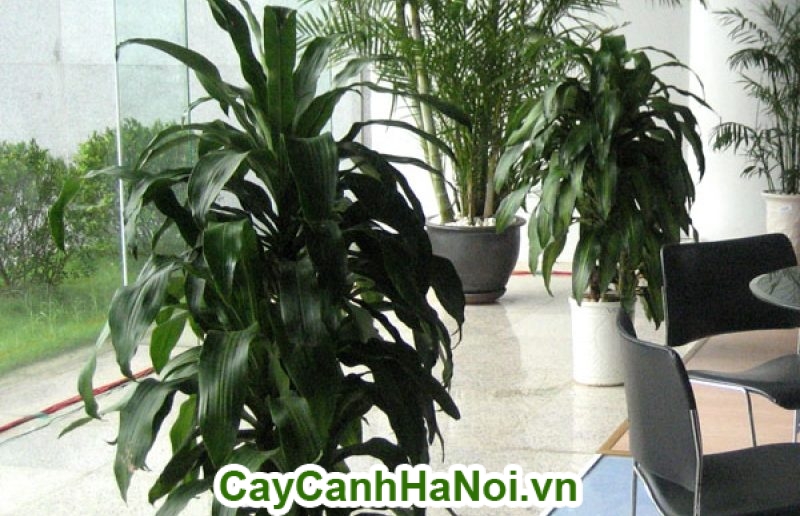 thiết mộc lan