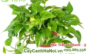 Cách chọn cây phong thủy phù hợp với ngôi nhà bạn