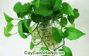 Cây thủy canh- loài cây mới cho người dân cây trầu bà