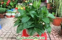 cây vạn niên thanh