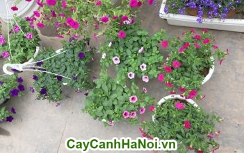 Mẫu vườn hoa ban công mà bất cứ ai cũng muốn sở hữu dạ yến thảo
