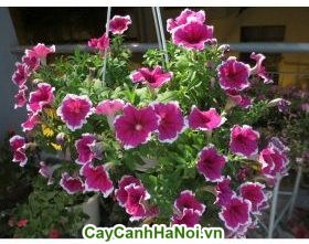Hoa dạ yến thảo Dạ yến thảo