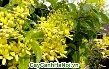 Cây dây leo giàn- món quà thiên nhiên ban tặng mai hoàng yến