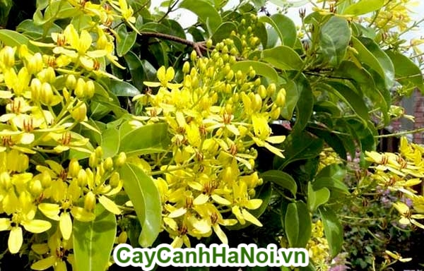 mai hoàng yến